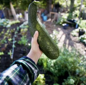 Person holding a large zucchini outside